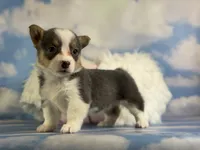 ACA Dixie natural bobtail Bluie fluffy carrier triple clear, a female Pembroke Welsh Corgi for sale in Canton, OH – 6 of 10