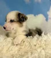 Aca diesel Merle with full tail fluffy bluie carrier triple clear, a male Pembroke Welsh Corgi for sale in Canton, OH – 6 of 6