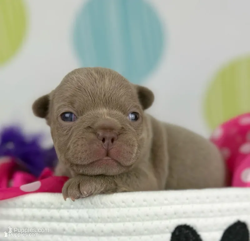 Lola- Isabella- 88/12 imported line dna ofa  – Frenchton puppy for sale in Canton, OH