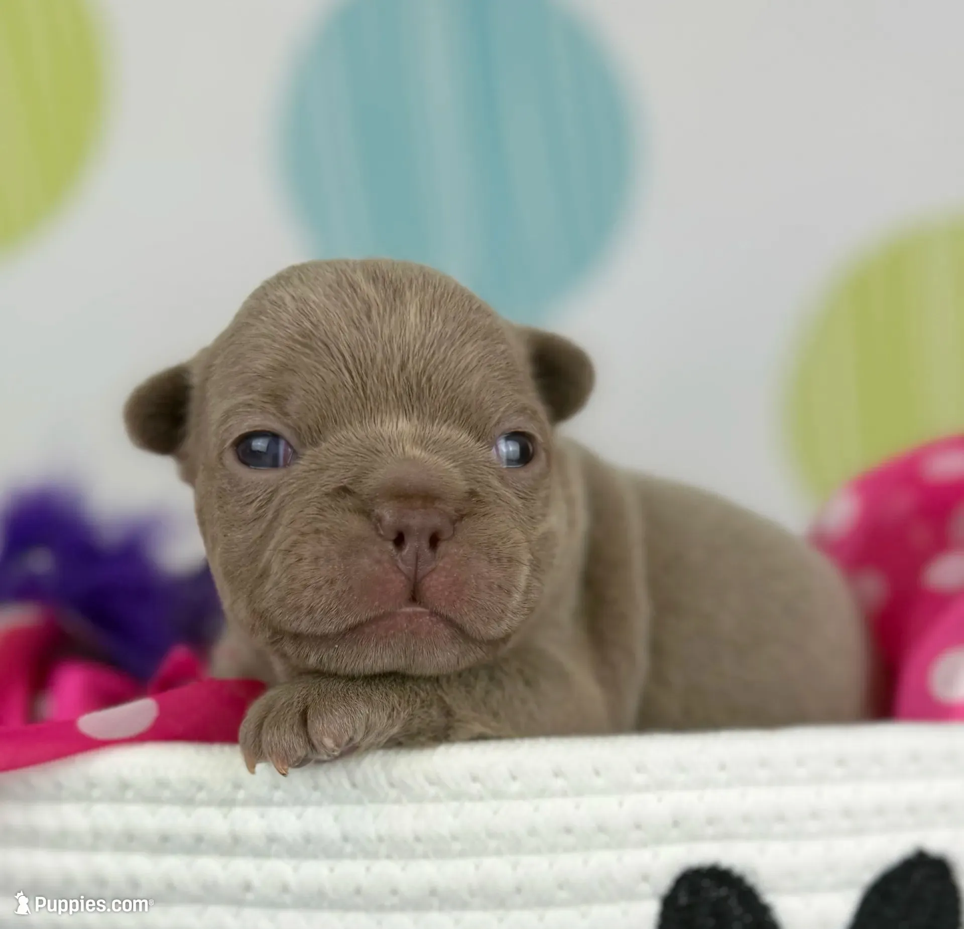 Lola- Isabella- 88/12 imported line dna ofa , a female Frenchton for sale in Canton, OH – 1 of 6