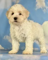 Pongo, a male Schnoodle for sale in Canton, OH – 2 of 9