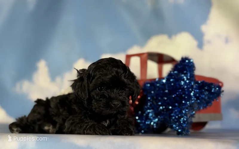 Zane – Shihpoo puppy for sale in Canton, OH