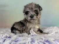 Paxton, a female Schnoodle for sale in Canton, OH – 6 of 7