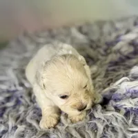 Parker, a male Schnoodle for sale in Canton, OH – 3 of 5