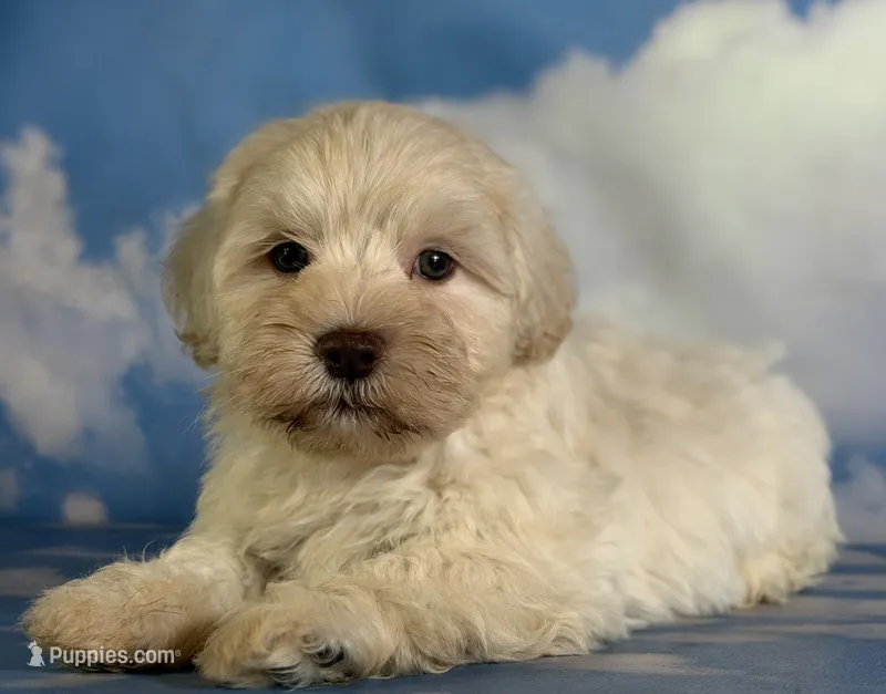 Parker – Schnoodle puppy for sale in Canton, OH