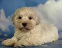 Parker, a male Schnoodle for sale in Canton, OH – 1 of 9