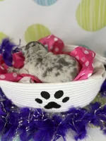 Farrah blue Merle Isabella- 88/12 imported line dna ofa , a female Frenchton for sale in Canton, OH – 6 of 6