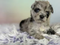 Paxton, a female Schnoodle for sale in Canton, OH – 3 of 7