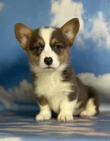Aca Daisy triple clear Bluie carrier BRED due 7/4-7/8, a female Pembroke Welsh Corgi for sale in Canton, OH – 3 of 9