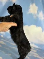 Panther, a male Schnoodle for sale in Canton, OH – 9 of 9