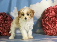 Chili, a male Cavapoo for sale in Canton, OH – 10 of 10