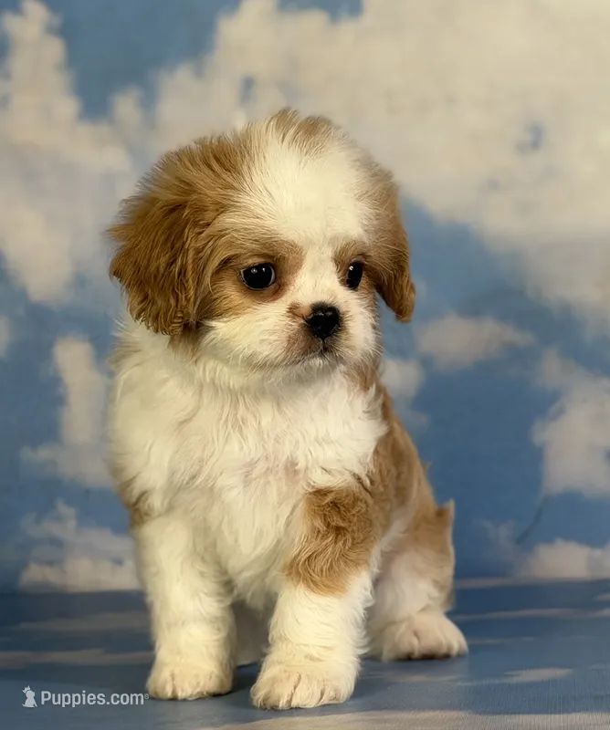 Chipotle – Cavapoo puppy for sale in Canton, OH