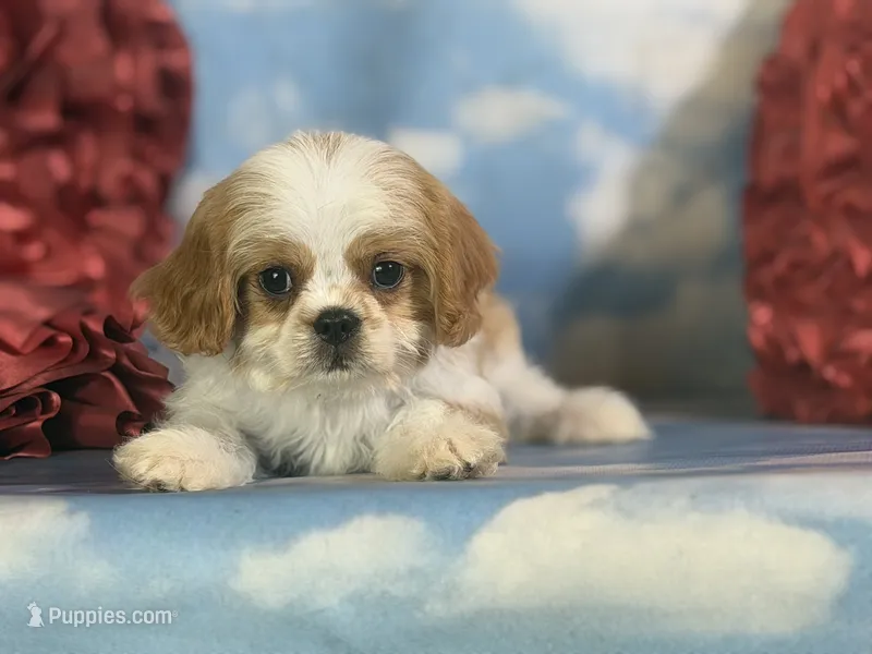 Chipotle – Cavapoo puppy for sale in Canton, OH