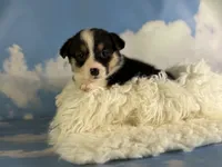 Aca Delilah Natural bobtail Bluie and fluffy carrier triple clear, a female Pembroke Welsh Corgi for sale in Canton, OH – 3 of 7
