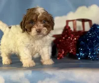 Coco , a male Shihpoo for sale in Canton, OH – 5 of 5