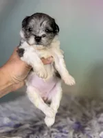 Penny, a female Schnoodle for sale in Canton, OH – 1 of 8