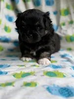 Aladdin DNA Clear OFA, a male Peekapoo for sale in Canton, OH – 3 of 8