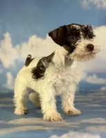 Penny, a female Schnoodle for sale in Canton, OH – 3 of 5