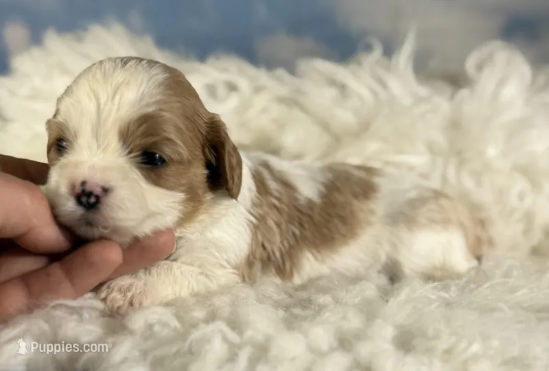 Cinnamon – Cavapoo puppy for sale in Canton, OH