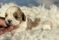 Cinnamon, a female Cavapoo for sale in Canton, OH – Photo 1 of 5