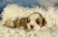 Cinnamon, a female Cavapoo for sale in Canton, OH – Photo 3 of 5