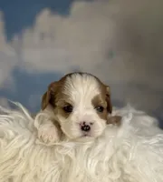 Cinnamon, a female Cavapoo for sale in Canton, OH – Photo 2 of 5