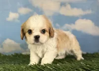 Queso, a male Cavapoo for sale in Canton, OH – 8 of 8