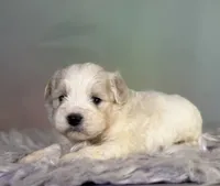 Pongo, a male Schnoodle for sale in Canton, OH – 3 of 5