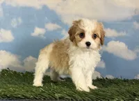 Chili, a male Cavapoo for sale in Canton, OH – 9 of 10