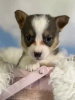 ACA Dixie natural bobtail Bluie fluffy carrier triple clear, a female Pembroke Welsh Corgi for sale in Canton, OH – 9 of 10