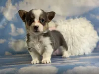 ACA Dixie natural bobtail Bluie fluffy carrier triple clear, a female Pembroke Welsh Corgi for sale in Canton, OH – 5 of 10