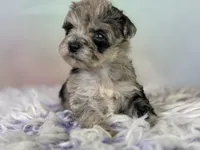 Paxton, a female Schnoodle for sale in Canton, OH – 5 of 7