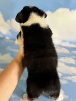 Aca Delilah Natural bobtail Bluie and fluffy carrier triple clear, a female Pembroke Welsh Corgi for sale in Canton, OH – 5 of 7