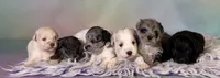 Pipsqueak, a male Schnoodle for sale in Canton, OH – 2 of 4