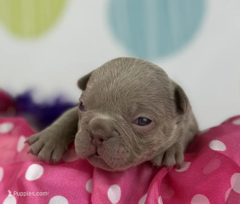 Cleo -Isabella- 88/12 imported line dna ofa  – Frenchton puppy for sale in Canton, OH