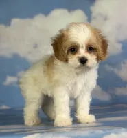 Chive, a male Cavapoo for sale in Canton, OH – 8 of 9