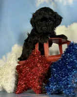 Zane, a male Shihpoo for sale in Canton, OH – 3 of 4