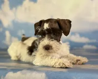 Penny, a female Schnoodle for sale in Canton, OH – 4 of 5