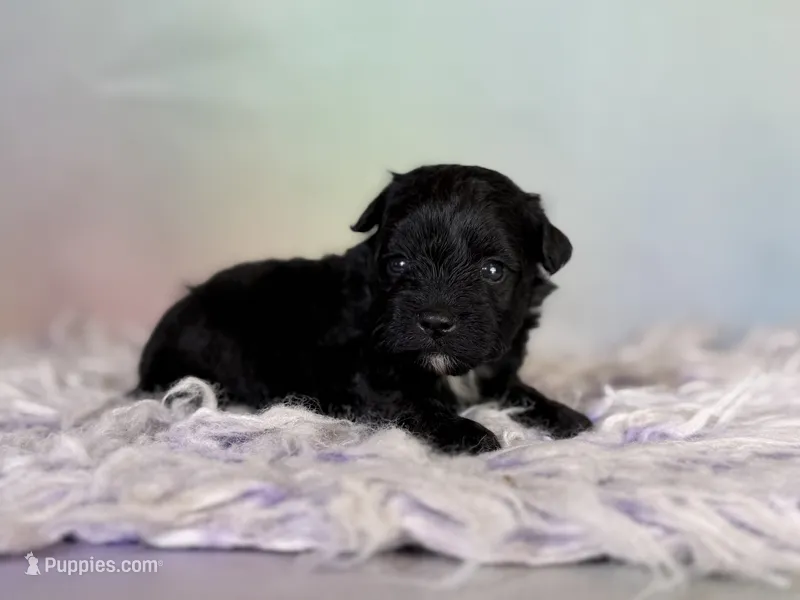 Panther – Schnoodle puppy for sale in Canton, OH