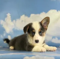 ACA Duke Bluie with full tail and fluffy carrier triple clear , a male Pembroke Welsh Corgi for sale in Canton, OH – 8 of 9