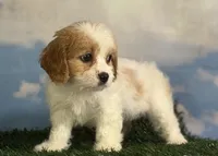 Nutmeg, a female Cavapoo for sale in Canton, OH – 6 of 8