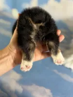 Aca Delilah Natural bobtail Bluie and fluffy carrier triple clear, a female Pembroke Welsh Corgi for sale in Canton, OH – 4 of 7