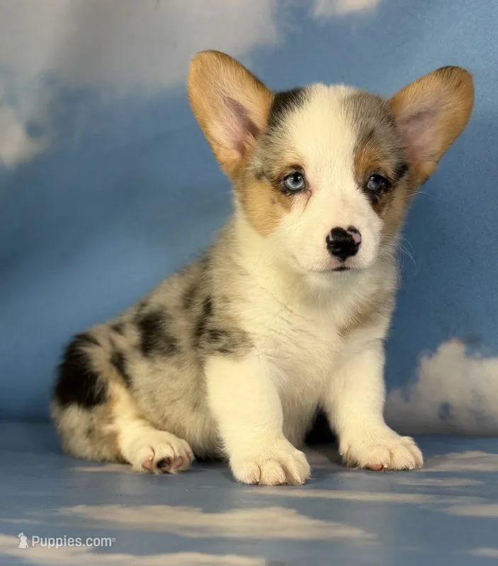 ACA Duncan natural bobtail Bluie and fully carrier triple clear – Pembroke Welsh Corgi puppy for sale in Canton, OH