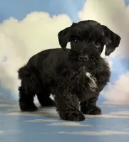 Panther, a male Schnoodle for sale in Canton, OH – 8 of 9