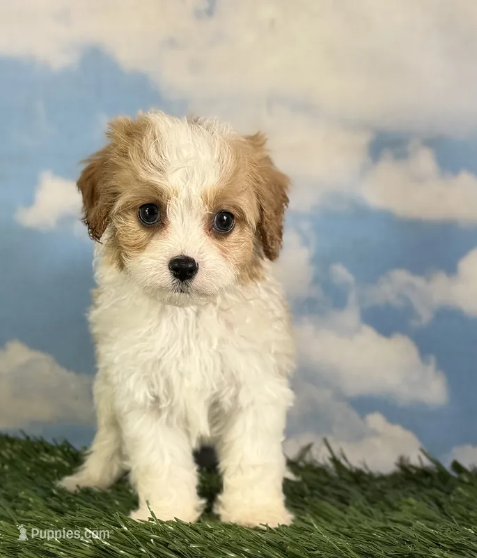 Chili – Cavapoo puppy for sale in Canton, OH