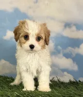 Chili, a male Cavapoo for sale in Canton, OH – 1 of 10