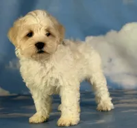 Pongo, a male Schnoodle for sale in Canton, OH – 8 of 9