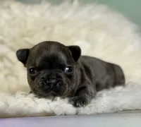 Jenna - DNA clear , a female Frenchton for sale in Canton, OH – 6 of 6
