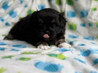 Aladdin DNA Clear OFA, a male Peekapoo for sale in Canton, OH – 2 of 8