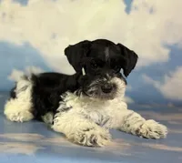 Pepper, a male Schnoodle for sale in Canton, OH – 6 of 6